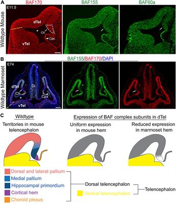 BAF (mSWI/SNF) complex regulates mediolateral cortical patterning in the developing forebrain